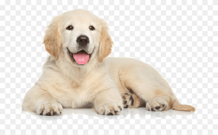 681x461 Golden Retriever Puppy, Dog, Pet, Canine HD PNG Download