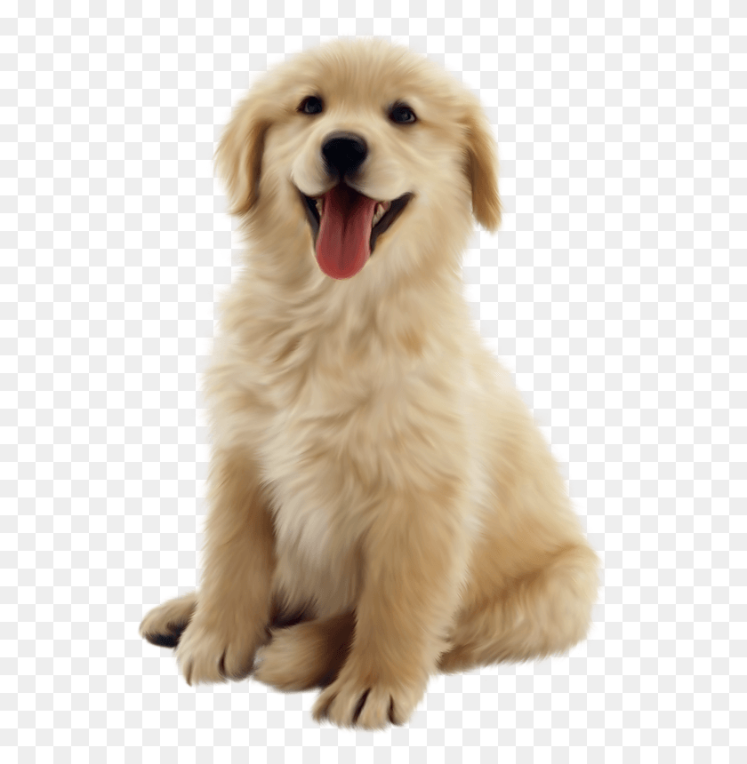 537x800 Golden Retriever Puppy, Dog, Pet, Canine HD PNG Download