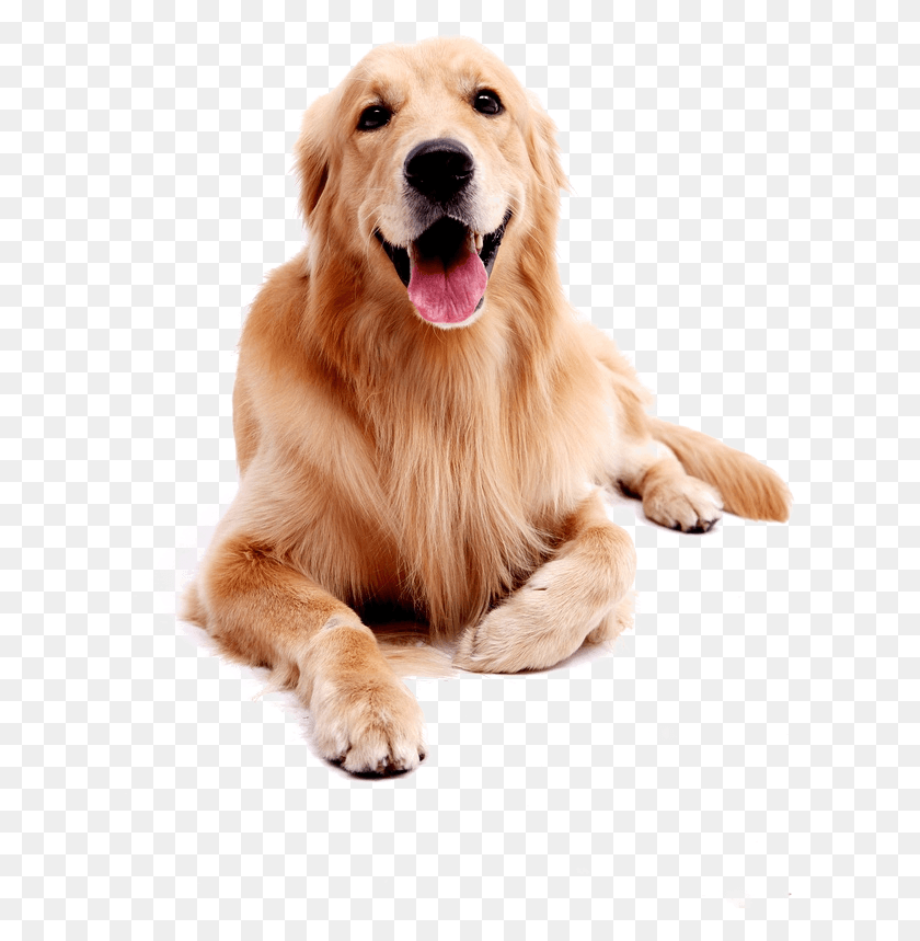 613x799 Golden Retriever Transparent Golden Retriever, Dog, Pet, Canine HD PNG Download