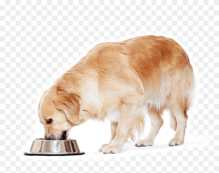 900x700 Golden Retrievers Have A Big Appetite Dog, Pet, Canine, Animal HD PNG Download