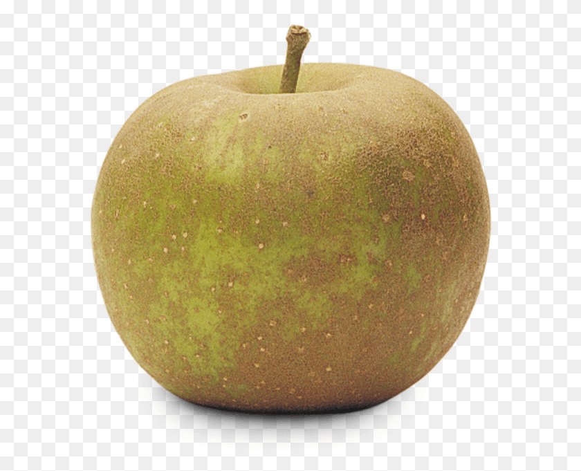 584x621 Golden Russet Granny Smith, Plant, Fruit, Food HD PNG Download