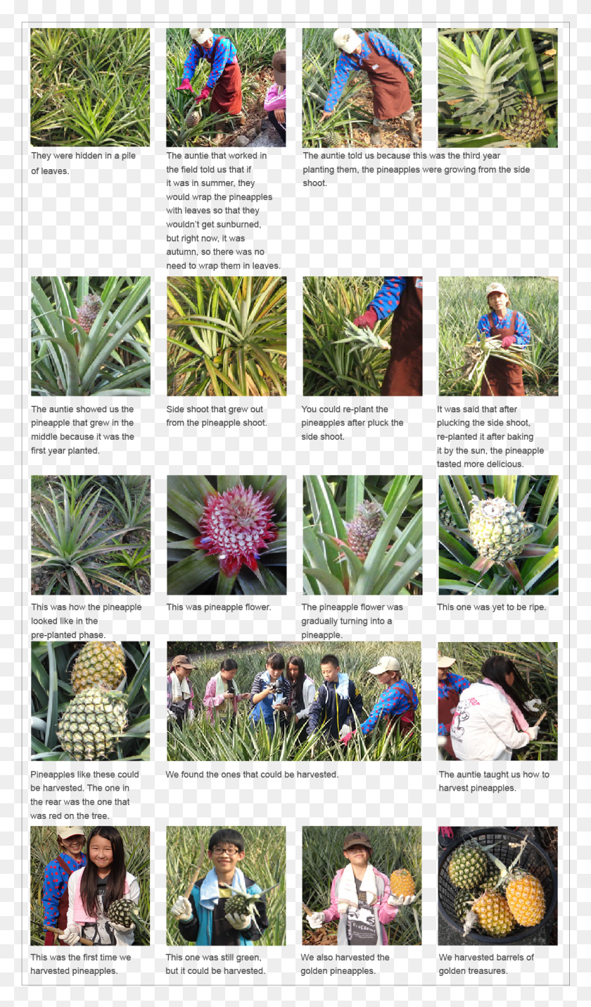 1103x1936 Golden Treasure Growth Diary Saw Palmetto, Aloe, Plant, Person HD PNG Download
