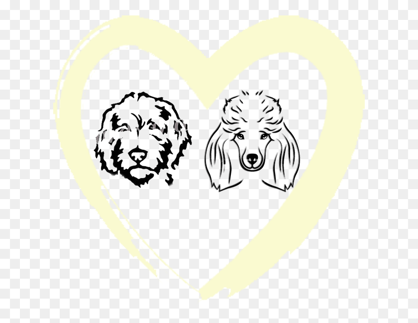 627x589 Goldendoodle Amp Poodle Puppies Heart, Alfombra Hd Png