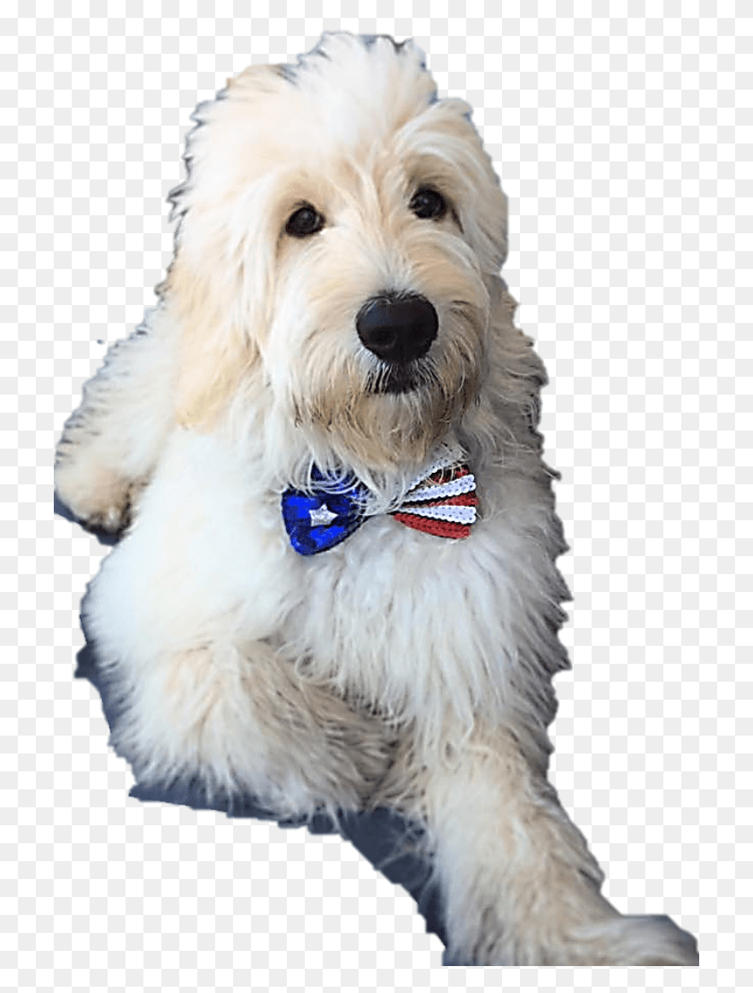 721x1047 Goldendoodle Puppy Arizona Companion Dog, Pet, Canine, Animal HD PNG Download