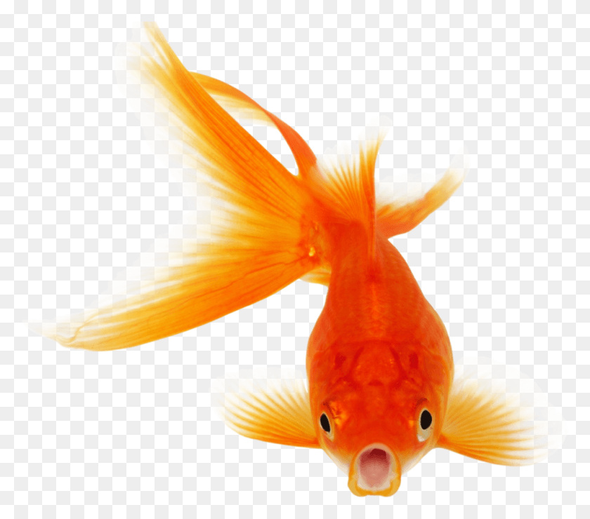 992x866 Goldenfish Sticker Transparent Background Goldfish, Fish, Animal, Bird HD PNG Download