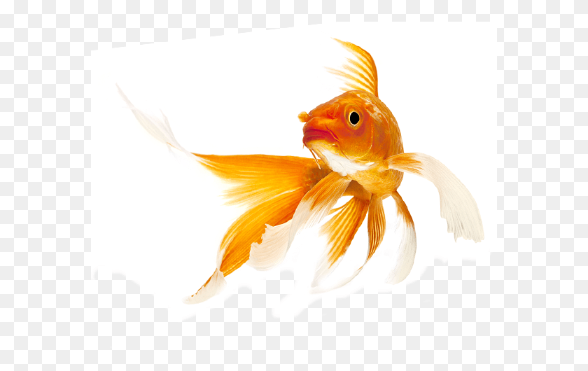 581x470 Золотая Рыбка, Рыба, Животное, Курица Hd Png Скачать