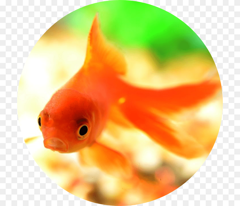 720x720 Goldfish, Animal, Sea Life, Fish PNG