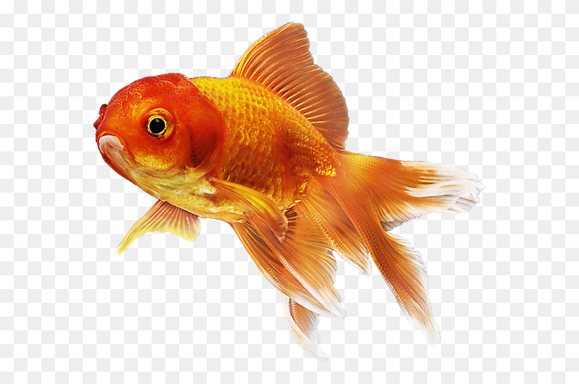 572x498 Goldfish Account Sign In Water Life Goldfish Galaxies Goldfish, Fish, Animal, Bird HD PNG Download