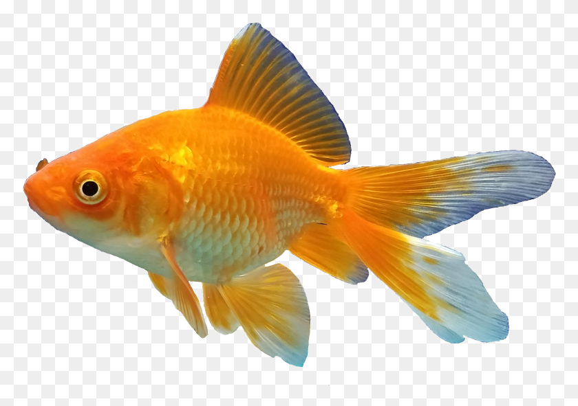 2033x1386 Золотая Рыбка Фон Золотая Рыбка Рыба, Животное Hd Png Скачать