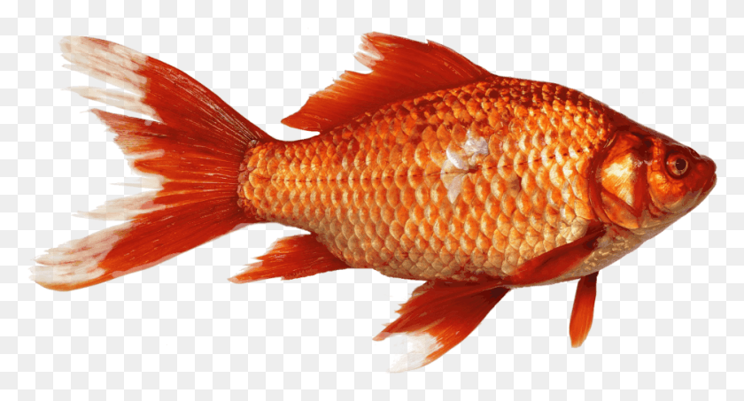 938x473 Золотая Рыбка Карп Рыба Прозрачный Фон Оранжевая Домашняя Рыба, Животное Hd Png Скачать