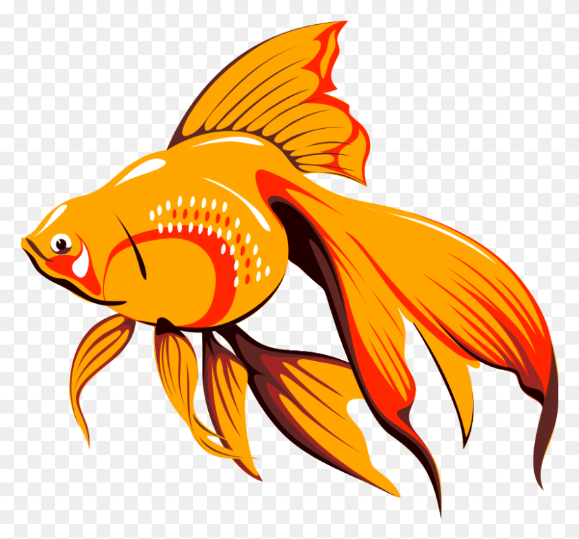 800x741 Золотая Рыбка Мультфильм, Рыба, Животное Hd Png Скачать