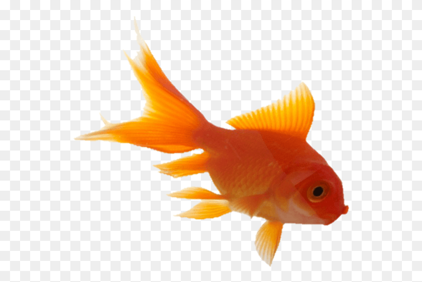 550x502 Png Золотая Рыбка