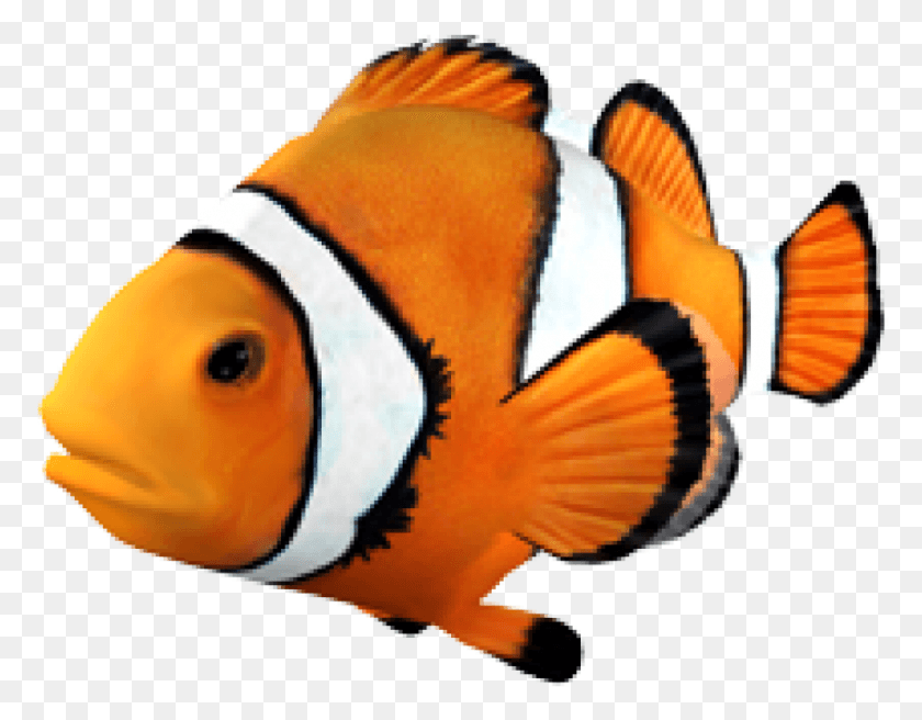 866x662 Goldfish Clownfish Angelfish Tropical Fish Clown Fish Transparent Background, Fish, Animal, Sea Life HD PNG Download