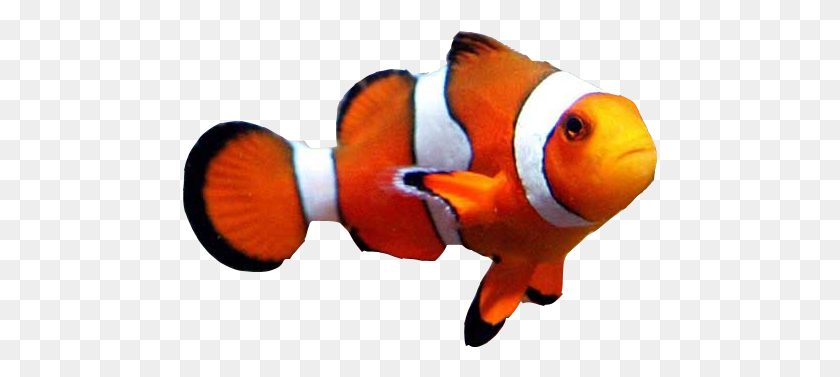 476x317 Goldfish Clownfish Aquarium Clown Loach Clown Fish No Background, Amphiprion, Sea Life, Fish HD PNG Download