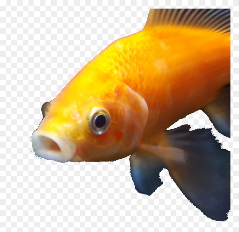 2821x2737 Золотая Рыбка Данк Золотая Рыбка Hd Png Скачать