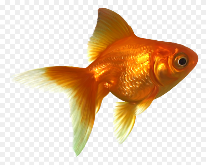 1144x901 Goldfish Free Images Gold Fish, Animal, Bird HD PNG Download
