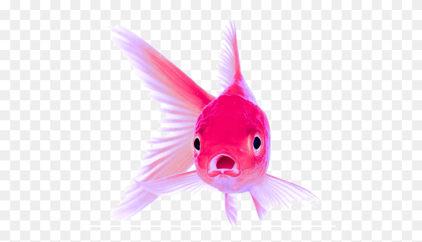 497x423 Goldfish Front View, Fish, Animal, Bird HD PNG Download