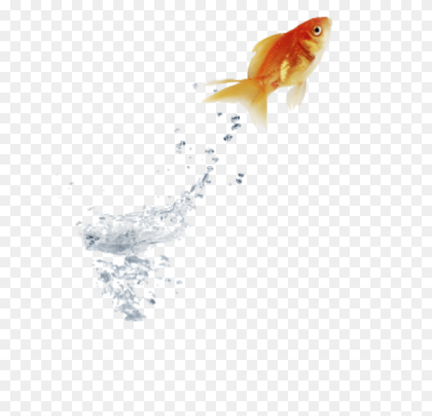 630x749 Goldfish Jumping Water Stock Goldfish, Animal, Fish HD PNG Download