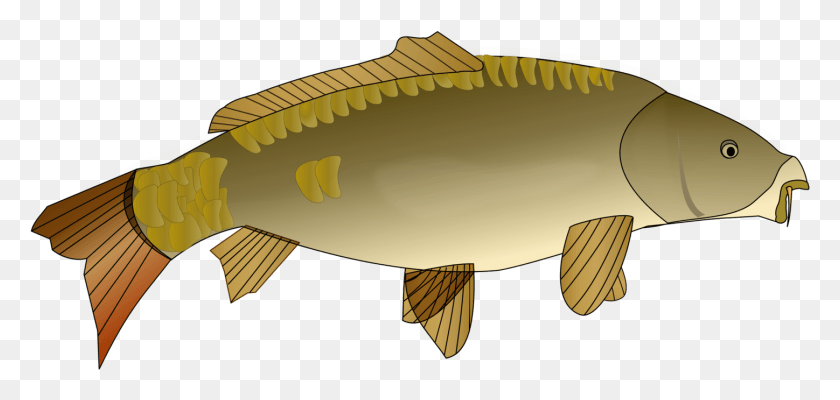 1448x632 Золотая Рыбка Koi Carp Fishing Actinopterygii Мультяшные Картинки Карпа, Рыба, Животное, Окунь Hd Png Скачать