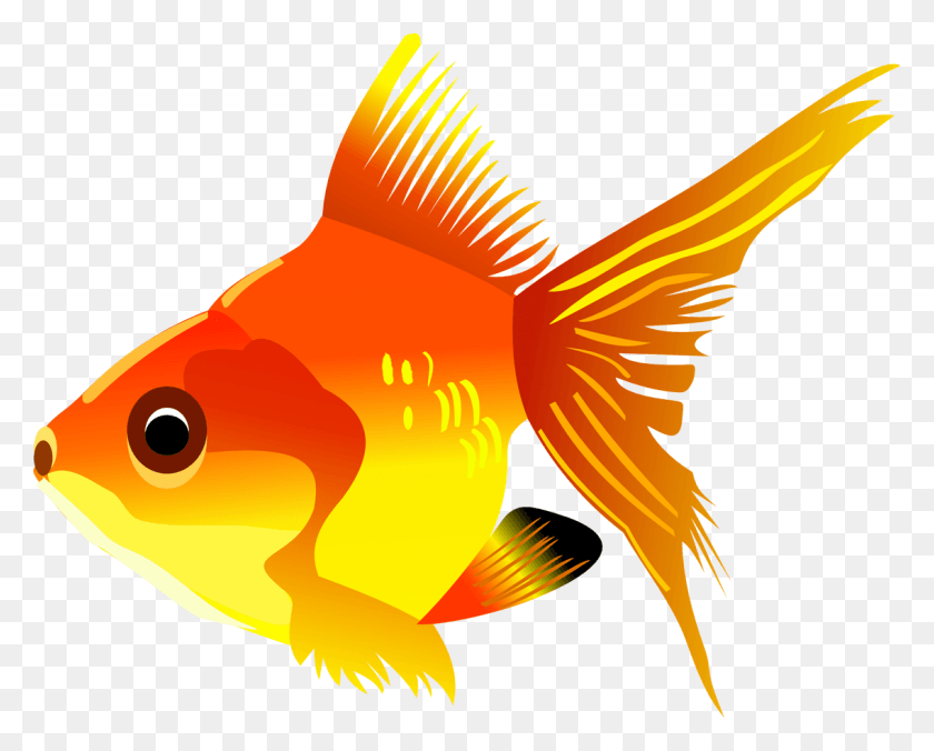 1136x898 Goldfish Koi Cartoon Drawing Fish Clipart Transparent Background, Animal, Poster, Advertisement HD PNG Download
