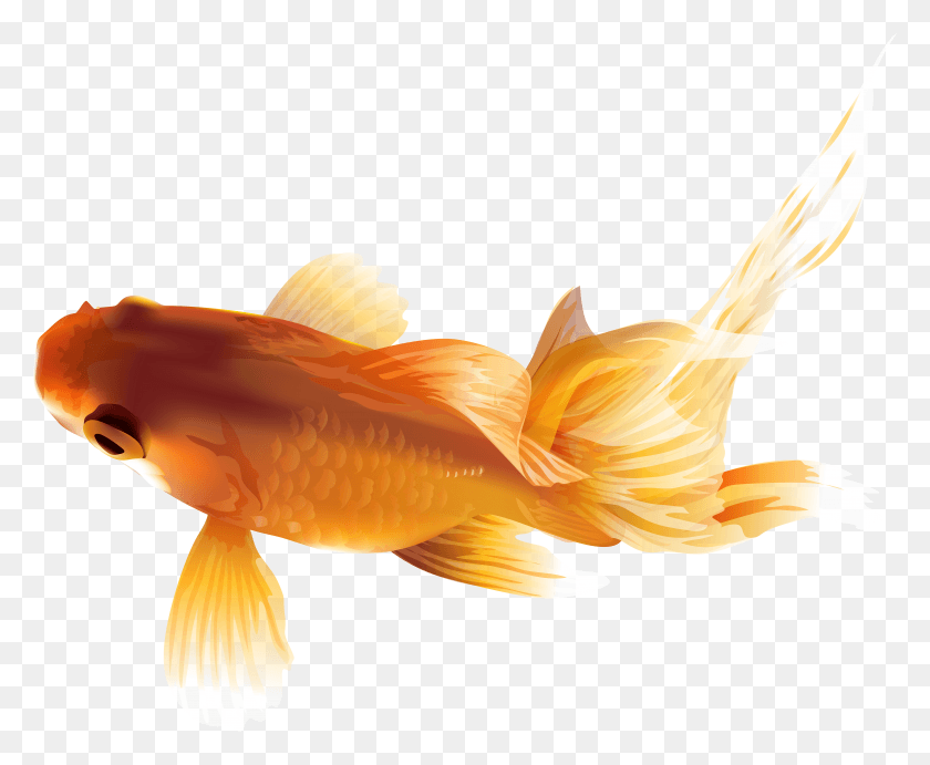 7413x6000 Золотая Рыбка Png Изображения