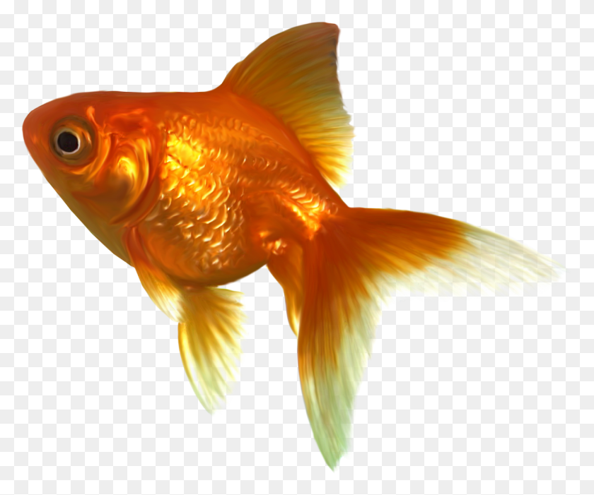 1200x987 Золотая Рыбка Золотая Рыбка, Рыба, Животное, Птица Png Скачать