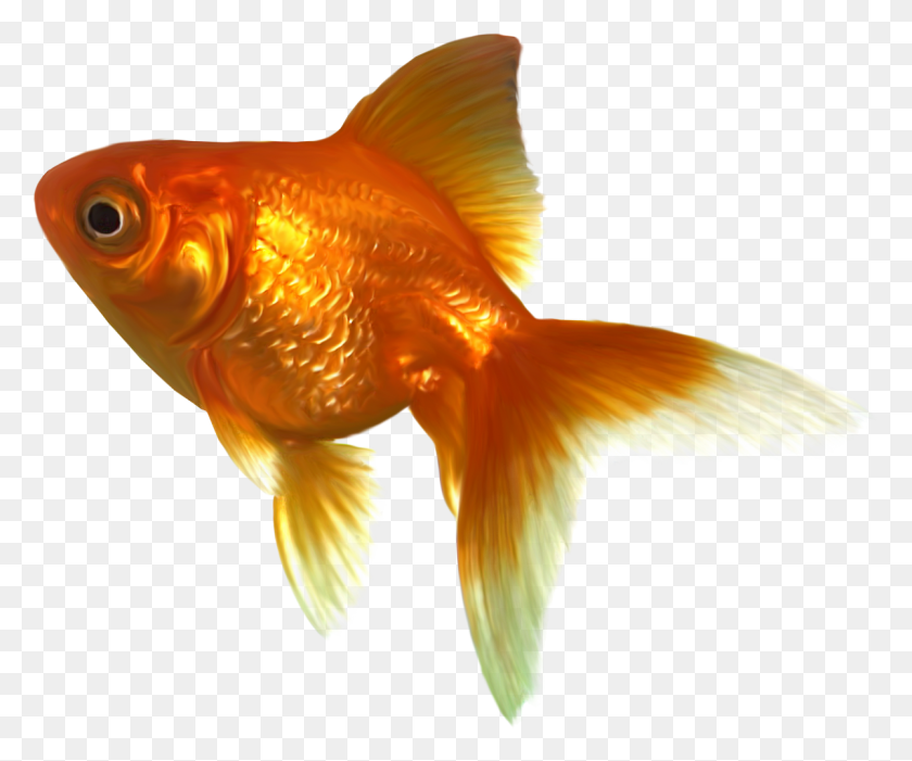 1200x987 Goldfish Transparent Goldfish, Fish, Animal, Bird HD PNG Download