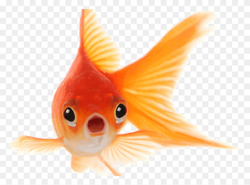 1497x1077 Goldfishs, Goldfish, Fish, Animal HD PNG Download