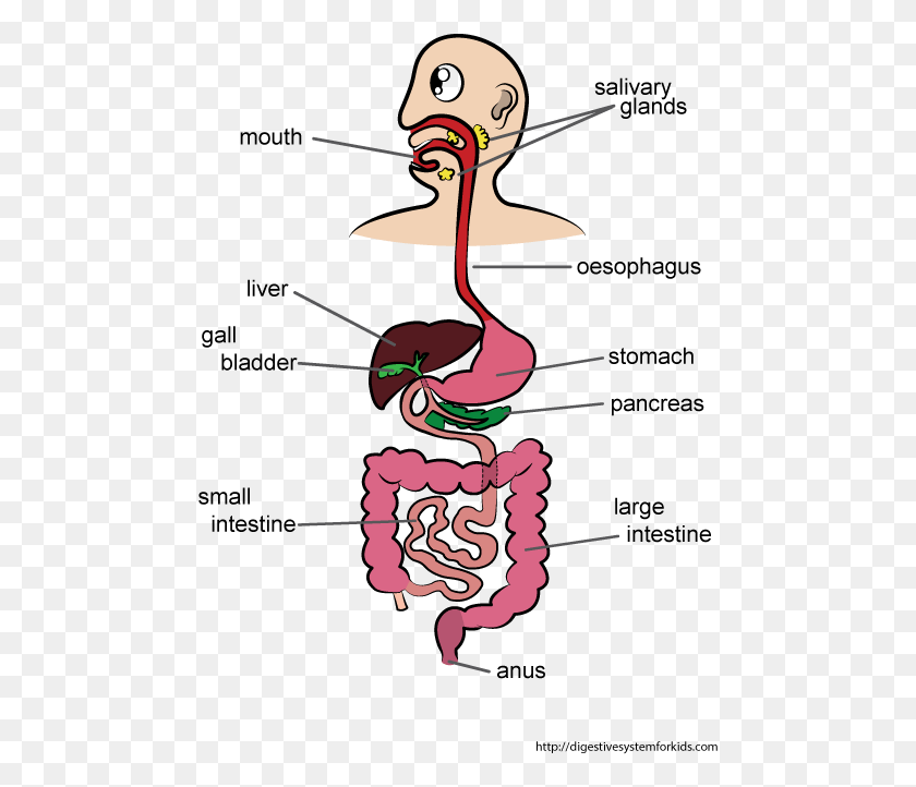 477x662 Good Digestive System For Kids Digestivesystemforkids Cartoon Digestive System Drawing, Bird, Animal, Graphics HD PNG Download