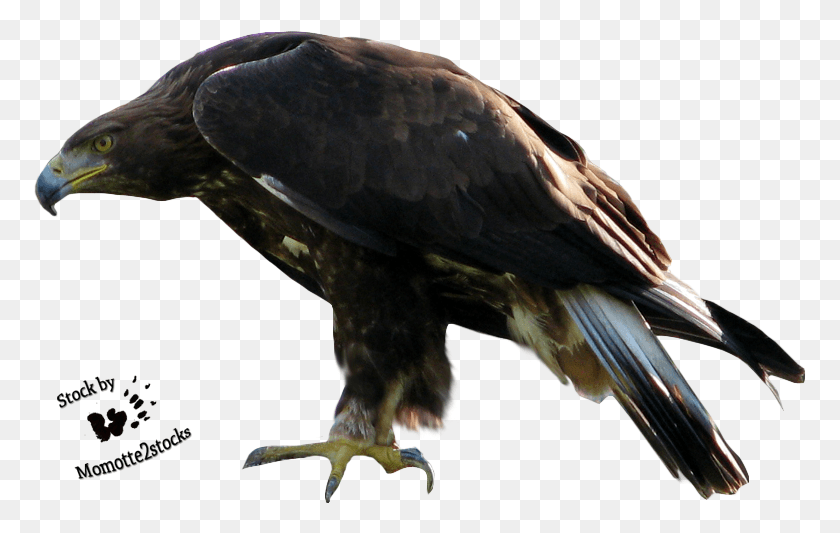 773x473 Good Eagle 2 Free Transparent Images Eagle, Bird, Animal, Buzzard HD PNG Download