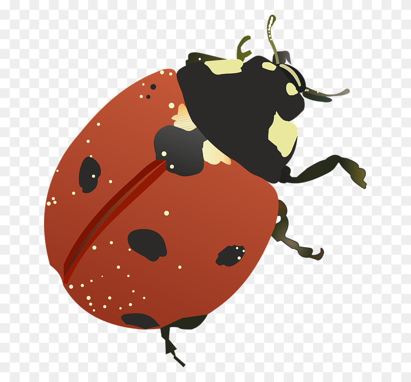 660x720 Good Luck Insect Vector Ladybird Beetle, Plant, Food, Produce HD PNG Download