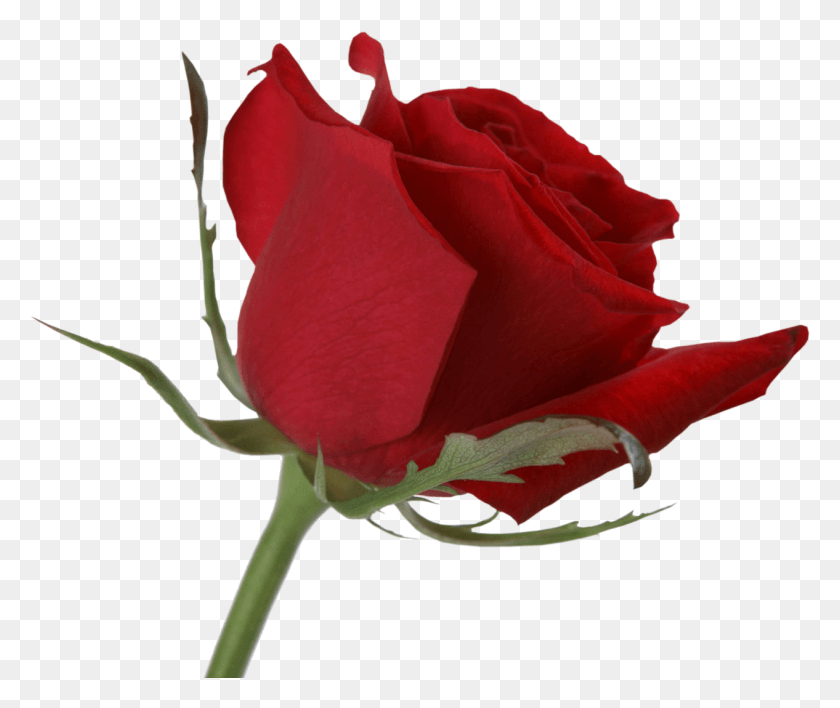 1266x1052 Доброе Утро Лучшая Мысль Дня, Роза, Цветок, Растение Hd Png Скачать