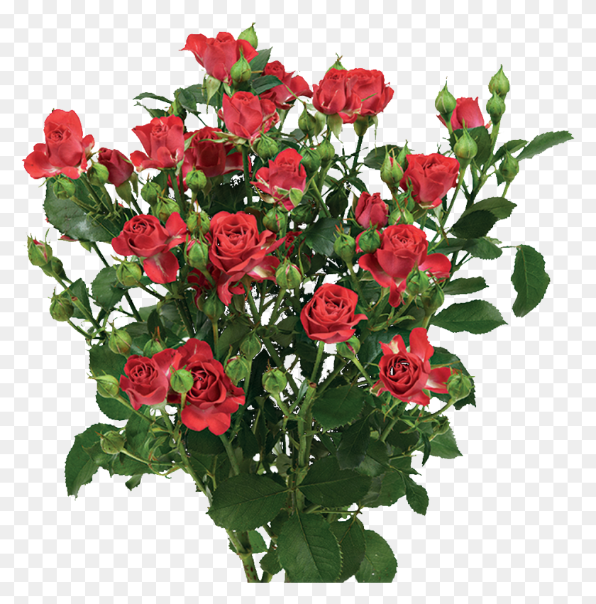 943x957 Good Red Rosen, Plant, Flower, Blossom HD PNG Download