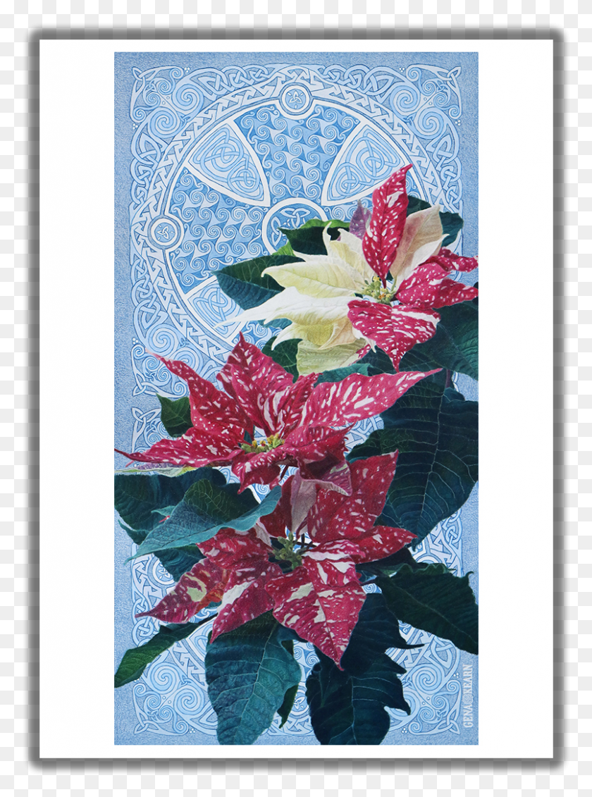 803x1103 Good Tidings Of Great Joy Poinsettia Christmas Card Poinsettia, Plant, Flower, Blossom HD PNG Download