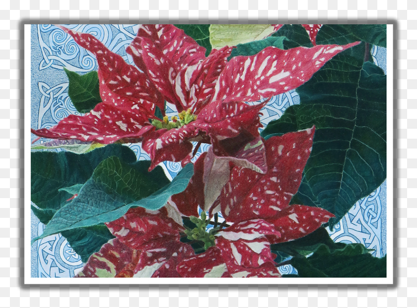1103x795 Good Tidings Of Great Joy Two Poinsettias Irish Blessing Poinsettia, Plant, Flower, Blossom HD PNG Download