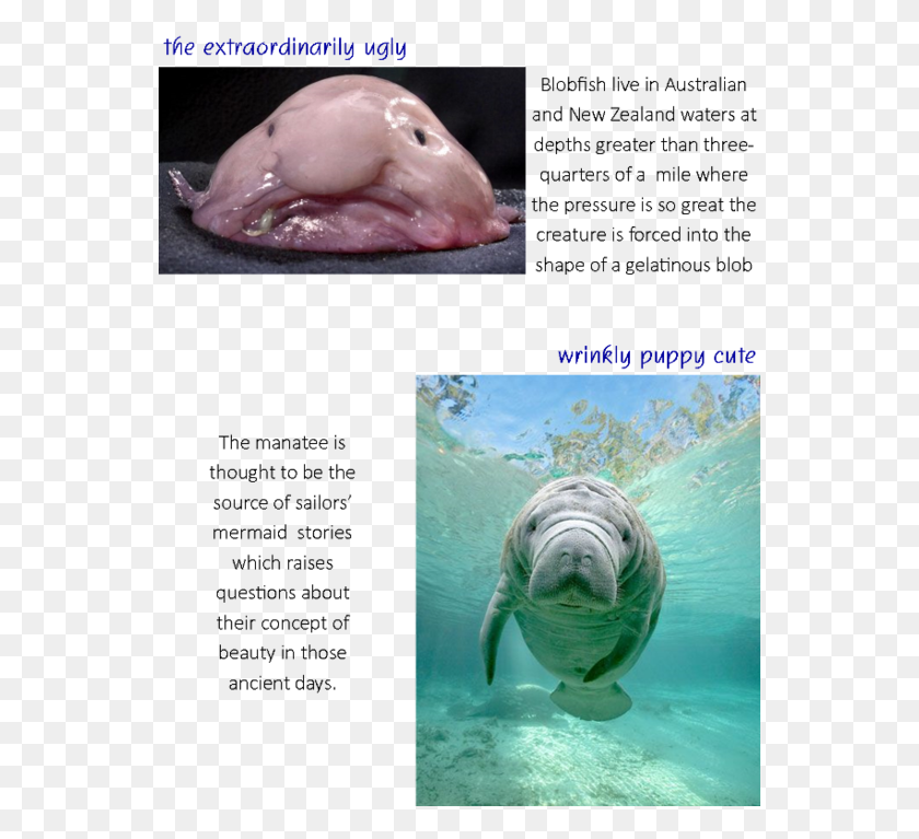 550x707 Google Manatee, Animal, Mammal, Sea Life HD PNG Download