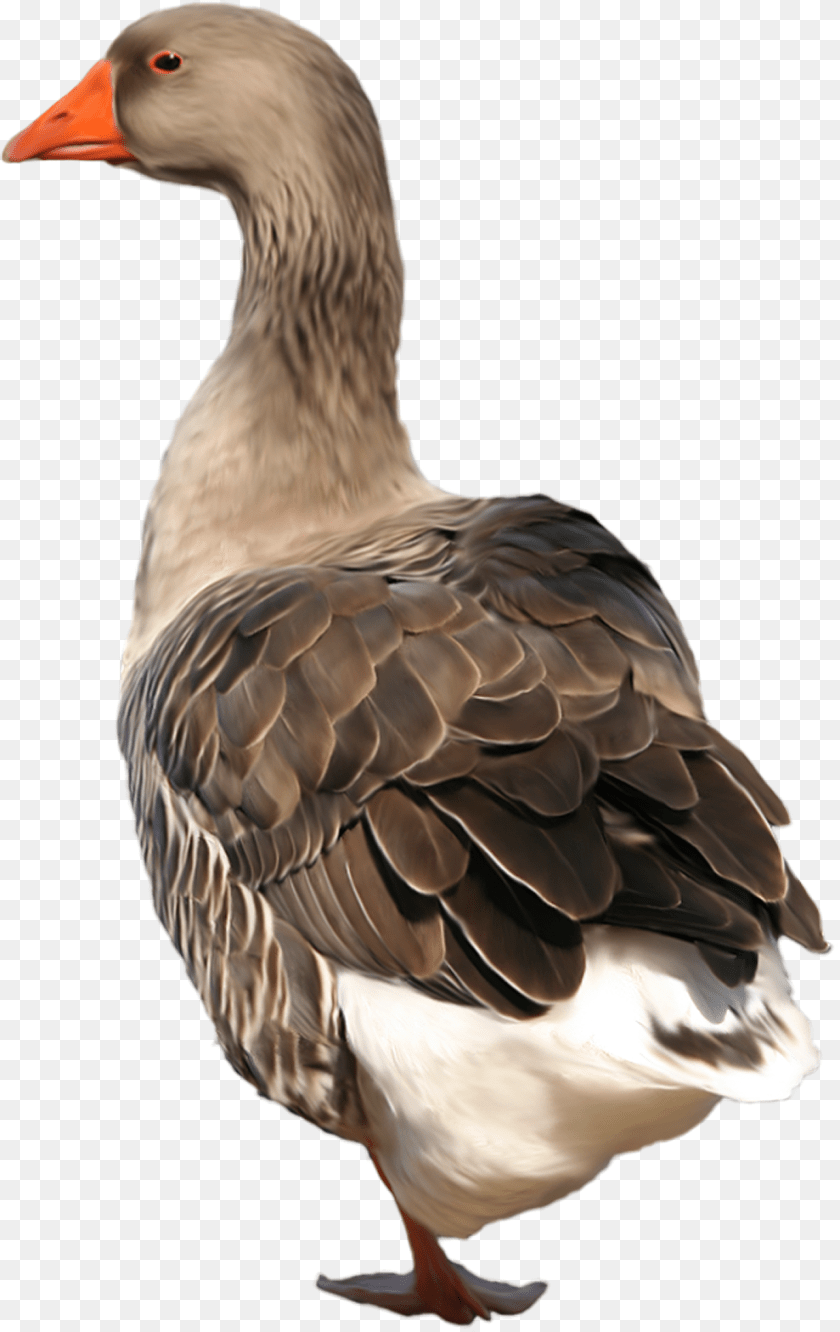 989x1568 Goose, Animal, Bird, Waterfowl, Anseriformes Clipart PNG