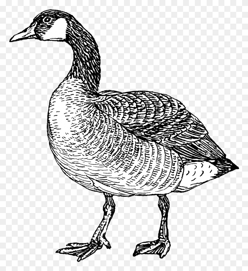 1057x1160 Goose Canada Goose Clipart Black And White, Bird, Animal, Waterfowl HD PNG Download