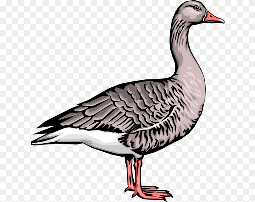 639x664 Goose Clip Art, Animal, Bird, Waterfowl, Anseriformes PNG