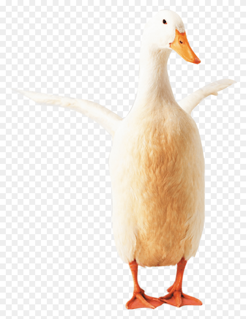 924x1221 Goose Clipart Transparent Duck, Bird, Animal, Waterfowl HD PNG Download