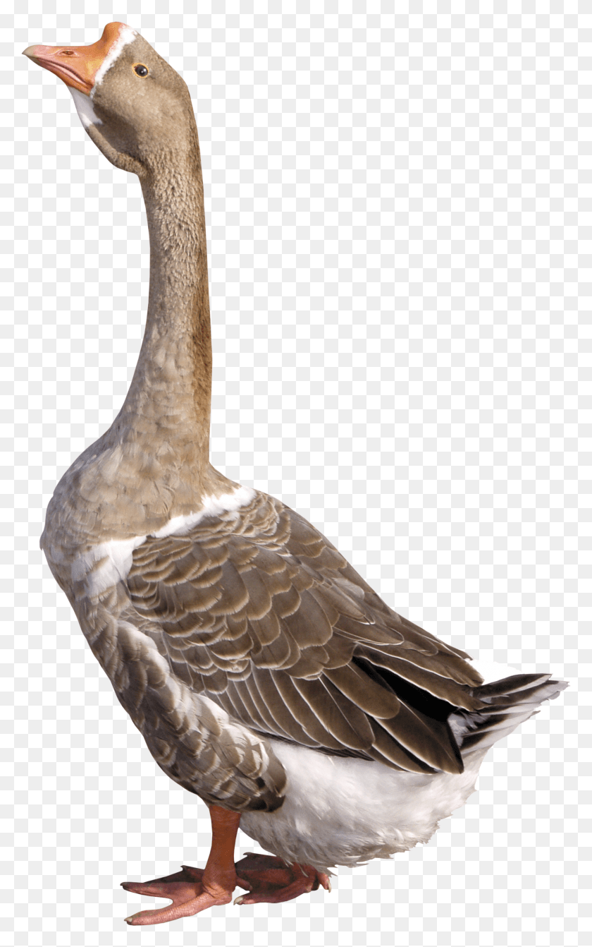 1712x2816 Goose Gus, Bird, Animal, Anseriformes HD PNG Download