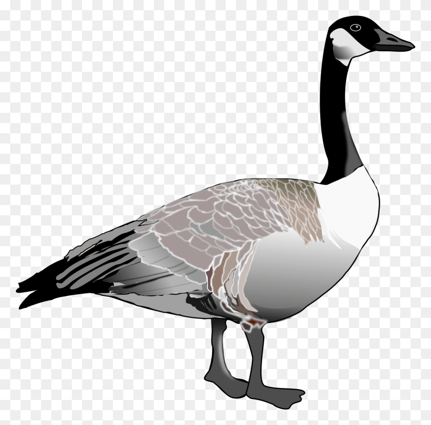 1499x1478 Goose High Quality Image Canada Geese Clip Art, Bird, Animal, Waterfowl HD PNG Download