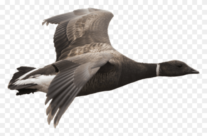 850x538 Goose Images Background Brant Goose, Bird, Animal, Albatross HD PNG Download