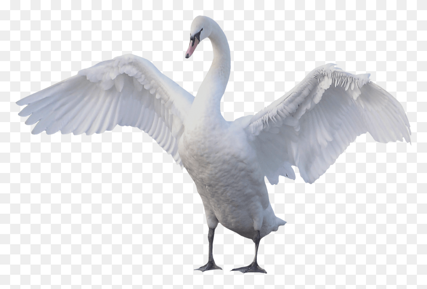1946x1268 Goose Lebed, Bird, Animal, Swan HD PNG Download