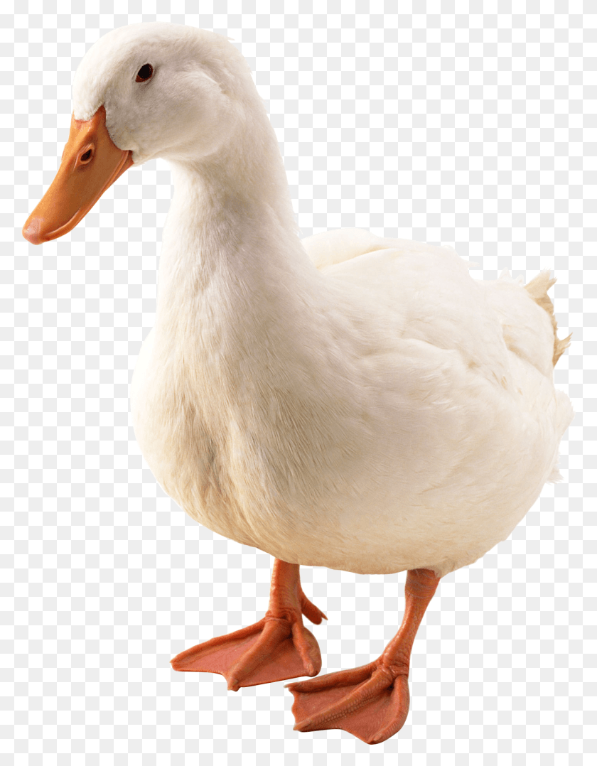 1423x1859 Goose Pato, Bird, Animal, Duck HD PNG Download