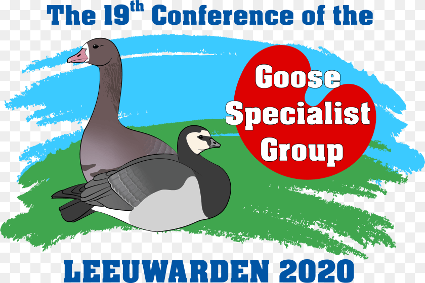 Goose Specialist Group1 Duck, Animal, Bird, Waterfowl PNG
