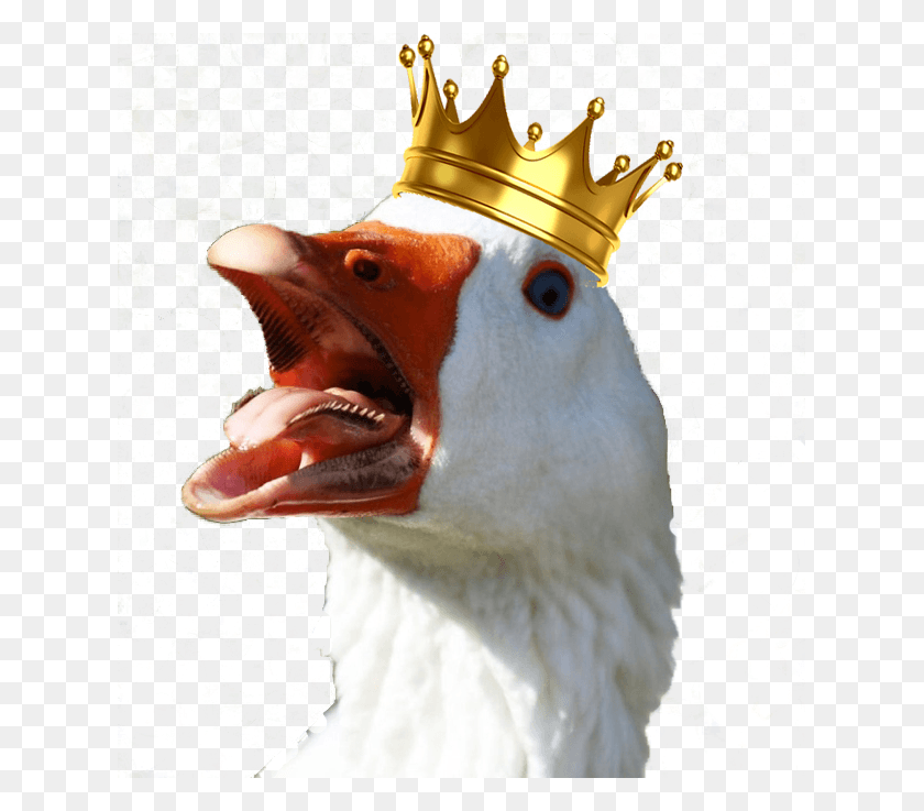 625x677 Goose Transparent Head Daddy Of The Birthday Princess, Festival, Crowd, Light HD PNG Download