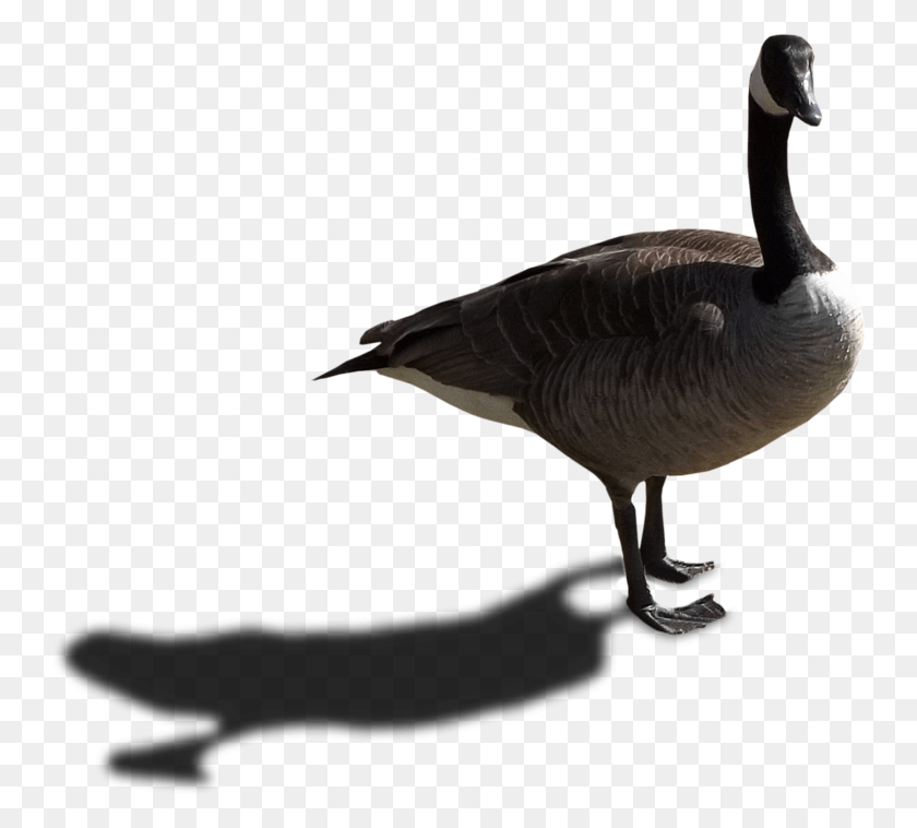 746x698 Goose Transparent Image Canadian Goose Transparent Background, Bird, Animal, Waterfowl HD PNG Download