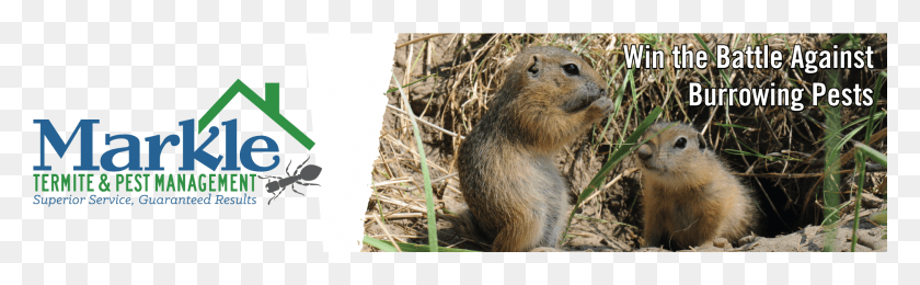 1874x481 Gophers Punxsutawney Phil, Rodent, Mammal, Animal HD PNG Download