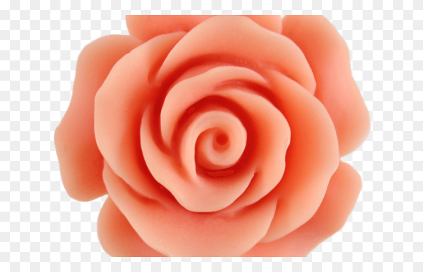 640x480 Gorgeus Clipart Настоящий Цветок, Роза, Растение, Цветение Hd Png Скачать